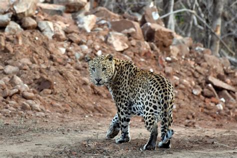 amagarh leopard reserve.